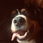 Alison Harman - @alisonharman13 - Instagram
