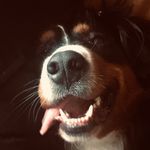 Alison Harman - @goldenjournaling - Instagram