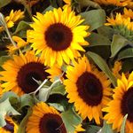 Sunflower Ali - @alison.harman - Instagram