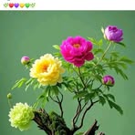 Md Hasib Al Hasin - Facebook