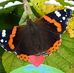 Alison Hayward - Facebook