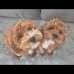 Alison Heaney - @mearmaid_vibes - Instagram