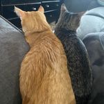 Alison Heller Grasso - @alig3296 - Instagram
