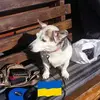 Alison Horner - @alison.horner - TikTok