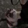 Jasper Alison - @jasper.alison - TikTok