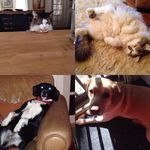 Olivia,Alison,Jasper,Rob - @little_river_farm - Instagram