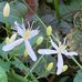 Alison Johns - Facebook