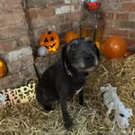 Alison Johnstone - @bh988aj - Instagram