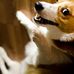 Alison Kuo - Facebook