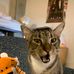Alison Kuo - Facebook