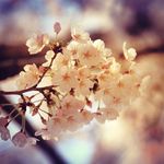 Alison Kwok - @alisonkwok39 - Instagram