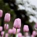 Alison Kwok - Facebook