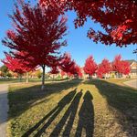 Alison Kwok - @alisonkwy - Instagram