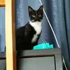 Alison lo - @alisonl_10 - TikTok