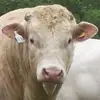 Alison - @alisonmacgregor5 - TikTok