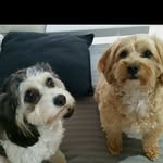 Alison McAlpine - @mcalpinealison - Instagram