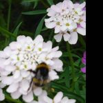 Alison McKay - @beemusatriangle - Instagram