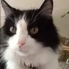 alisonnormanpospi - @alison.normanposp - TikTok