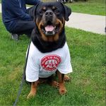 Belladomina Rottweilers - @alison_ouellette8464 - Instagram