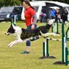 Alison Parkes - @aplovesdogs - TikTok