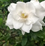 Allison Patel - Facebook