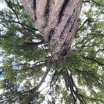 Alison Pickering - @alison.pickering.75 - Instagram