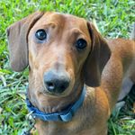 Alison Read - @napoleon_the_mini_dachshund_ - Instagram