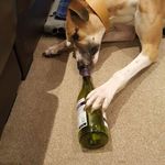 Alison Robson - @alison.robson.779 - Instagram