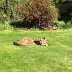 Alison Rodger - @ajpurves52 - Instagram