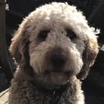 Alison Sanderson - @montydoodledog - Instagram