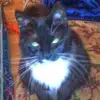 allisonstrasser - @allisonstrasser - TikTok