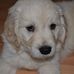 Alison Sutton - Facebook