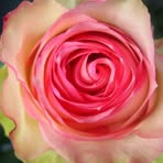 Allison Thurber - Facebook