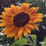 Alison Wade - @paws_plants_life - Instagram