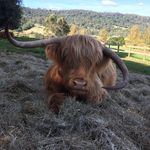 Alison Windsor - @windsor.alison - Instagram
