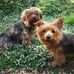 Alison Wishart - Facebook