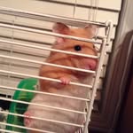 Alison Wolff - @ali._.pets - Instagram