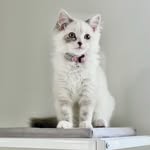 Cornelia Alison Wolff - @cornelia_cat - Instagram