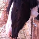 Alissa Tyler - @horse_rider2003_ - Instagram