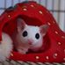 Alissa G Weiland - Facebook