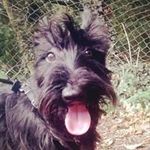 Alistair Hill - @odin.scotty - Instagram
