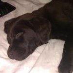 Alistair Johnston - @allyjohn1a - Instagram