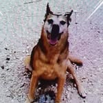 Alistair Mclean - @alistair.mclean.5817 - Instagram