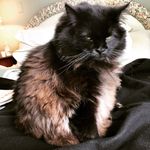 Alistair Ross - @alistairhatesyou - Instagram