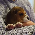 Alistair Simpson - @obi_the_beagle_20 - Instagram