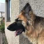 Alistair Thomson - @ally93376 - Instagram