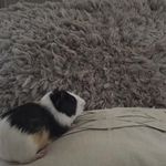Alivia Saunders - @gus_guinea_pig1 - Instagram