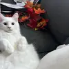 Aliyah Alli - @aliyahalli - TikTok