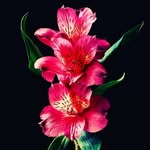 Alka Sethi - @alkasethi754 - Instagram