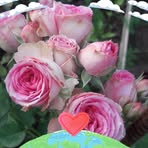 Alla Koval - Facebook